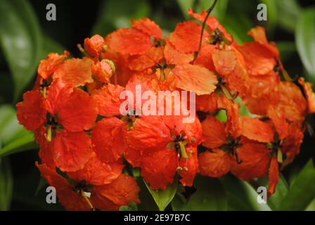 L'ibisco rosso fiorì Foto Stock