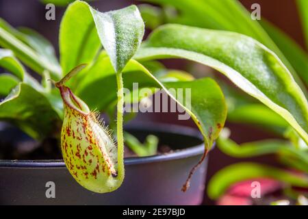 Nepenthes pianta carnivora. Primo piano dello sfondo della vista Foto Stock