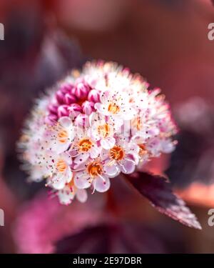 Maroon rosso lievito e fiori rosa testa di Physocarpus opulifolius in giardino primaverile. Foto Stock