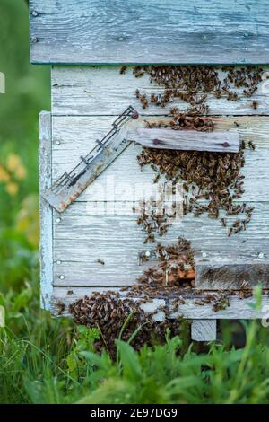 Moltissime api all'ingresso dell'alveare in apiario. Api occupate, vista ravvicinata delle api da lavoro. Alveare di legno e api. Apiario, sciame, riparata f Foto Stock