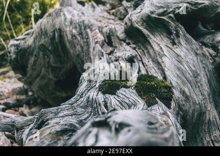tronco grigio asciutto con molte forme e muschio sulla parte superiore visto da vicino Foto Stock