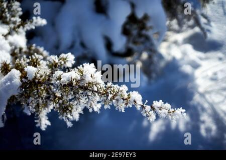 Primo piano del ramo del cespuglio di ginepro, scientificamente juniperus communis, ricoperto di cristalli di neve fresca Foto Stock