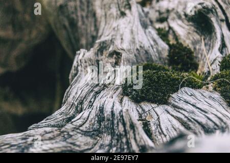 tronco grigio asciutto con molte forme e muschio sulla parte superiore visto da vicino Foto Stock