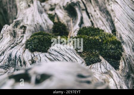 tronco grigio asciutto con molte forme e muschio sulla parte superiore visto da vicino Foto Stock