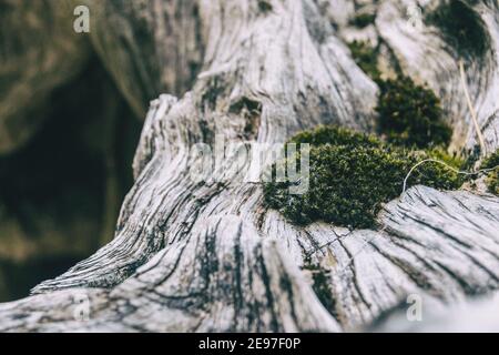 tronco grigio asciutto con molte forme e muschio sulla parte superiore visto da vicino Foto Stock