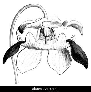 Impianto di caraffa viola / Sarracenia purea / Rote Schlauchpflanze (, ) Foto Stock