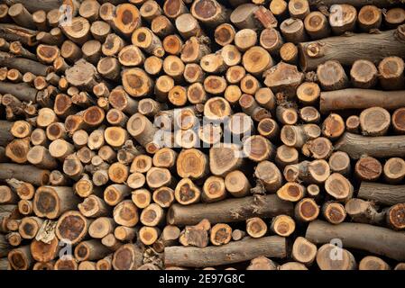 Un albero di taglio impilato rami facendo interessante sfondo per striscioni. Foto Stock