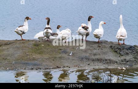 Gregge di oche sulla riva Foto Stock