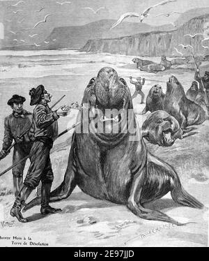 Cacciatori Caccia le foche dell'Elefante Meridionale, Mirounga leonina, o Caccia alle foche sull'isola di desolazione, nello stretto di Magellan, Cile. 1911 Illustrazione o incisione vintage Foto Stock