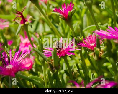 Primo piano di una vespa, seduta su un fiore rosa Foto Stock