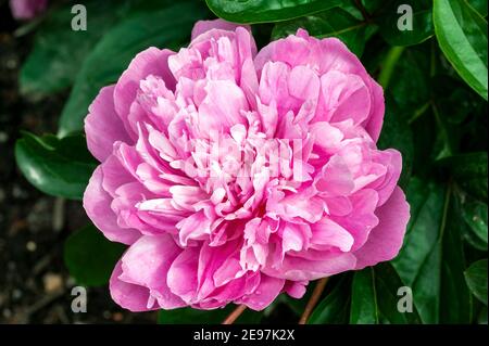 Peony 'Pink Parfait' (Paeonia lactiflora) una pianta fiorente estiva primaverile con fiore rosa all'inizio dell'estate comunemente noto come Peony cinese, pho di stock Foto Stock