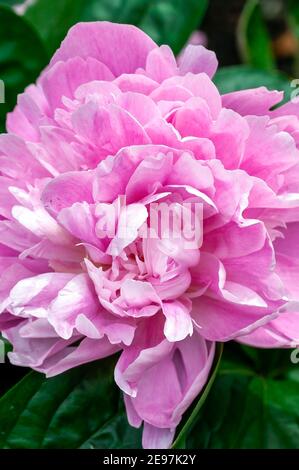 Peony 'Pink Parfait' (Paeonia lactiflora) una pianta fiorente estiva primaverile con fiore rosa all'inizio dell'estate comunemente noto come Peony cinese, pho di stock Foto Stock