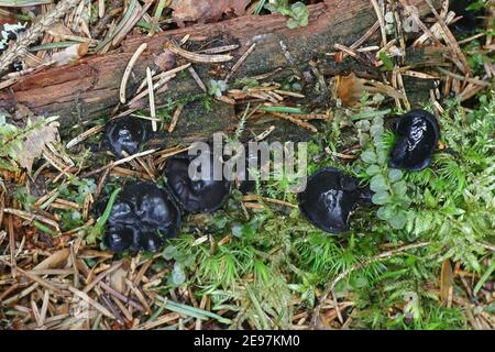 La nigrella Pseudoplectania, comunemente nota come coppa di ebano, la falsa plectania nera, o la tazza nera pelosa, fungo selvatico dalla Finlandia Foto Stock