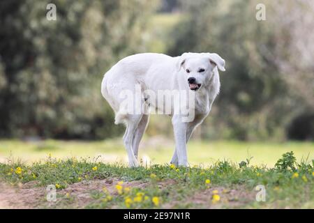 Un cane minaccia e mostra i denti Foto Stock