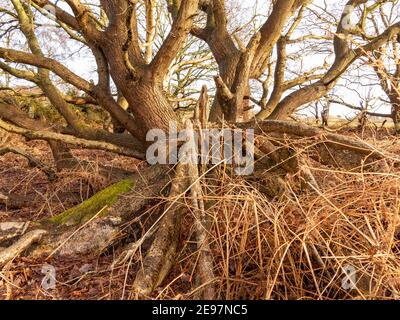 Un albero caduto preso dall'estremità tirata in su della radice in inverno senza foglie Foto Stock