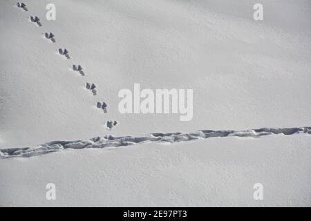 Tracce di stampa umana e animale nella neve. Vista dall'alto. Foto Stock