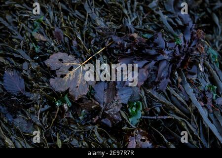 Foglie autunnali sulle alghe Foto Stock