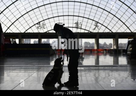 Tianjin, Cina. 01 Feb 2021. L'allenatore Han Chaoyang e il cane della polizia 'Zhui Feng' interagiscono tra loro alla stazione ferroviaria ovest di Tianjin, a Tianjin, nel nord della Cina, il 1 febbraio 2021. 'Fen di', un cane ibrido tedesco olandese e anche un cane da guardia presso la filiale di Tianjin dell'ufficio di sicurezza pubblica ferroviario di Pechino, lavora e vive con il suo allenatore Zhao Hui per tre anni. Ci sono ora una dozzina di cani come 'Fen di' qui, che agiscono come guardie nella pattuglia di routine e buoni partner nella formazione. Credit: Xinhua/Alamy Live News Foto Stock