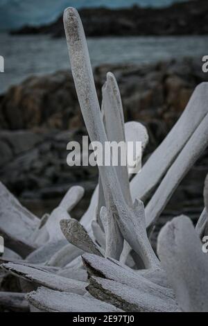 Ossa di balena a Jugla Point, Antartide Foto Stock