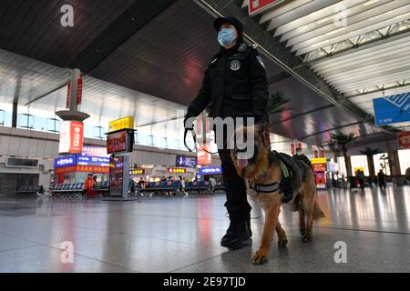 Tianjin, Cina. 01 Feb 2021. L'addestratore Wang Ji e il cane della polizia 'Cha Chaa' pattugliano presso la sala d'attesa della Stazione ferroviaria di Tianjin, nel nord della Cina, Tianjin, 1 febbraio 2021. 'Fen di', un cane ibrido tedesco olandese e anche un cane da guardia presso la filiale di Tianjin dell'ufficio di sicurezza pubblica ferroviario di Pechino, lavora e vive con il suo allenatore Zhao Hui per tre anni. Ci sono ora una dozzina di cani come 'Fen di' qui, che agiscono come guardie nella pattuglia di routine e buoni partner nella formazione. Credit: Xinhua/Alamy Live News Foto Stock