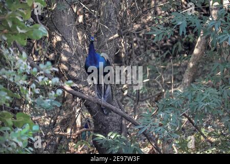 Peacock arroccato su un albero nella giungla/foresta Foto Stock