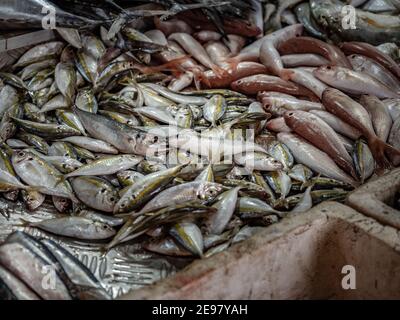 Pesce fresco crudo in scatola di schiuma sul mercato, sparare attraverso  graffiato coperchio di plastica Foto stock - Alamy