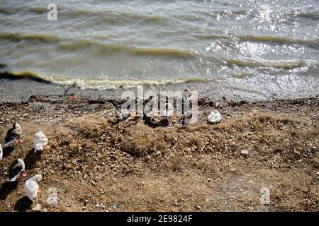 Gruppi di anatre che dormono sulla costa del lago Uluabat a Golyazi. Bursa. Turchia. Foto Stock