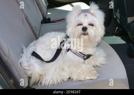 Piccolo cane maltese seduto al sicuro in macchina sul schienale in un'imbracatura di sicurezza Foto Stock