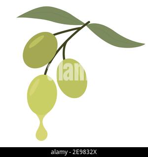 Ramo olive, vettore. Olive, bacche e foglie da vicino. Oggetto modificabile su sfondo bianco. Illustrazione Vettoriale