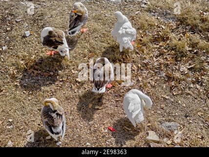 Gruppi di anatre che dormono sulla costa del lago Uluabat a Golyazi. Bursa. Turchia. Foto Stock