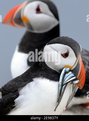 Circa 40,000 coppie nidificanti di Puffins abitano le Isole Farne Inghilterra settentrionale Foto Stock