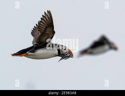 Circa 40,000 coppie nidificanti di Puffins abitano le Isole Farne Inghilterra settentrionale Foto Stock