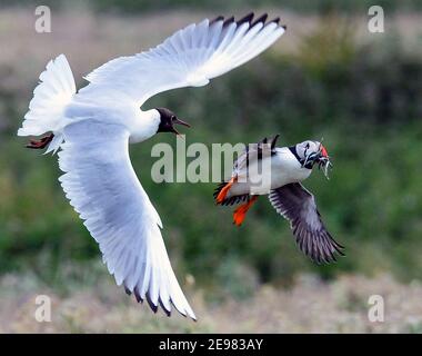 Circa 40,000 coppie nidificanti di Puffins abitano le Isole Farne Inghilterra settentrionale Foto Stock