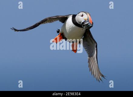 Circa 40,000 coppie nidificanti di Puffins abitano le Isole Farne Inghilterra settentrionale Foto Stock