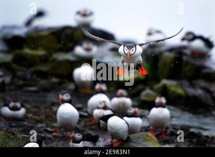 Circa 40,000 coppie nidificanti di Puffins abitano le Isole Farne Inghilterra settentrionale Foto Stock