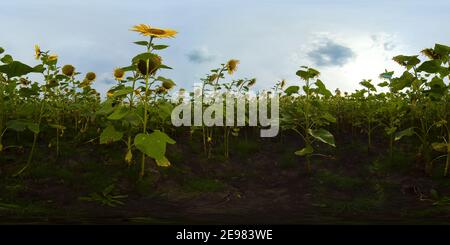 Girasoli in fiore e cielo blu in una giornata estiva. Paesaggio estivo con campo di girasoli. 360VR. Foto Stock