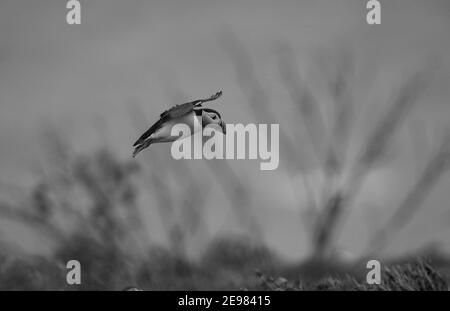 Circa 40,000 coppie nidificanti di Puffins abitano le Isole Farne Inghilterra settentrionale Foto Stock