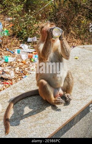 Monkey beve bevande fresche da una bottiglia di plastica Foto Stock