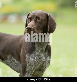 Il tedesco shorthaired puntatore cane Foto Stock