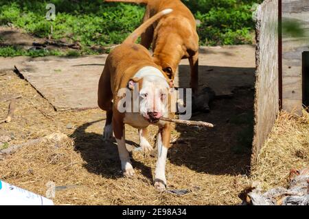 American Pit bull giocare intorno nel cortile. Foto di alta qualità Foto Stock