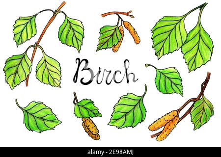 Elementi di betulla in stile acquerello. Foglie, ramificazioni, gemme Foto Stock