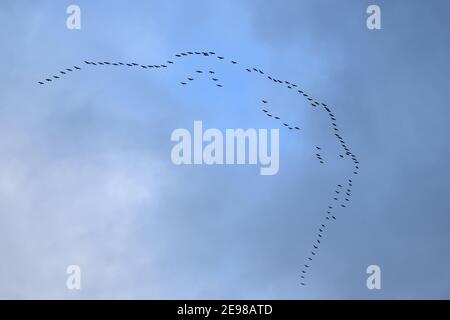 Gru comuni ( Grus grus ), enorme gregge in volo in alto nel cielo, migrazione di uccelli, fauna selvatica, Europa. Foto Stock