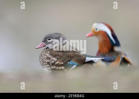 Mandarin Duck ( Aix galericulata ), femmina e maschio, coppia, coppia in armonia al bordo di un laghetto, fauna selvatica, Europa. Foto Stock