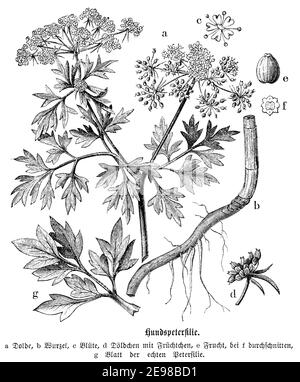 Prezzemolo dello stolto, cicely dello stolto, o prezzemolo veleno / Aethusa cynapium / Hundspetersilie (libro di botanica, 1880) Foto Stock