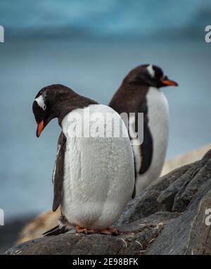 Pinguini Gentoo (Pigoscelis papua), Antartide Foto Stock