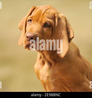 Cucciolo di cane ungherese Vizsla Foto Stock