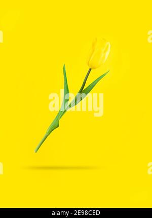 Tulipano giallo livitante con ombra sotto di esso. Foto d'azione delle vacanze mimimalistiche. Foto Stock