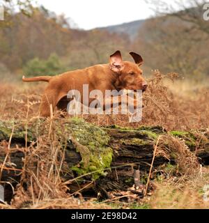 Cane ungherese di Vizsla con capelli lirati Foto Stock
