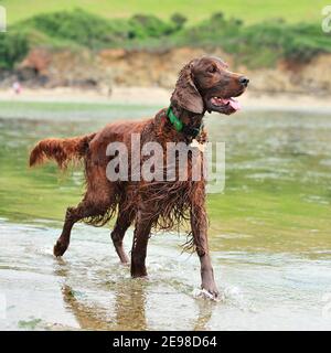 irish setter sulla spiaggia Foto Stock