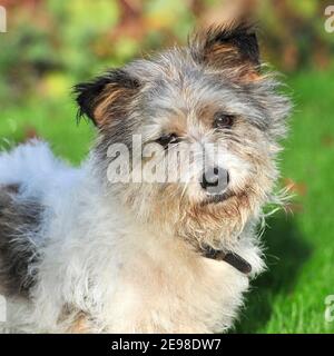 Jack Russell Terrier dog Foto Stock